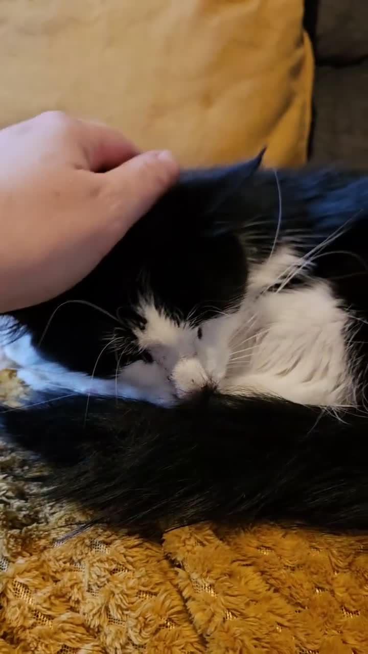 Mixed Breed cats for sale: Beautiful Black and White Tuxedo Female Cat - Video 1