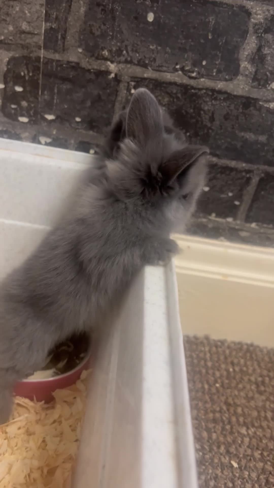 Lionhead rabbits for sale: Double Lionhead Baby Rabbits - Video 1