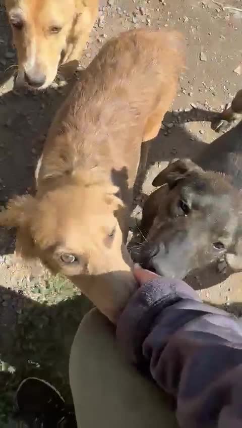 Mixed Breed dogs for adoption: THEO - a Superb Puppy Boy, for a Loving Home - Video 2