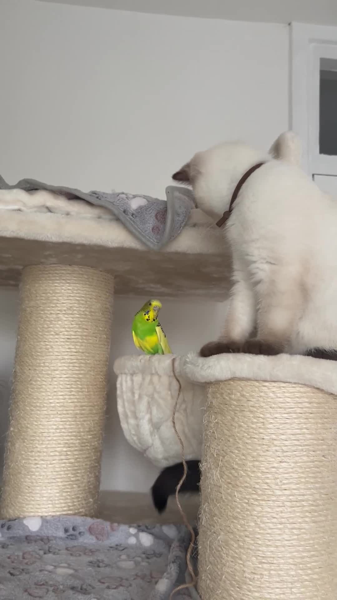 British Shorthair cats for sale: Adorable kittens available (1 female left!!) - Video 3