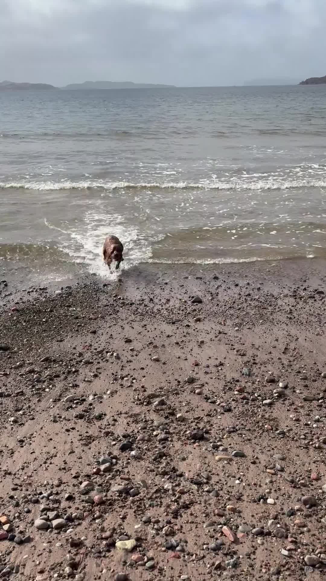 Cocker Spaniel dogs for sale: Kc reg working cocker spaniels - last boy 💕🐶 - Video 1