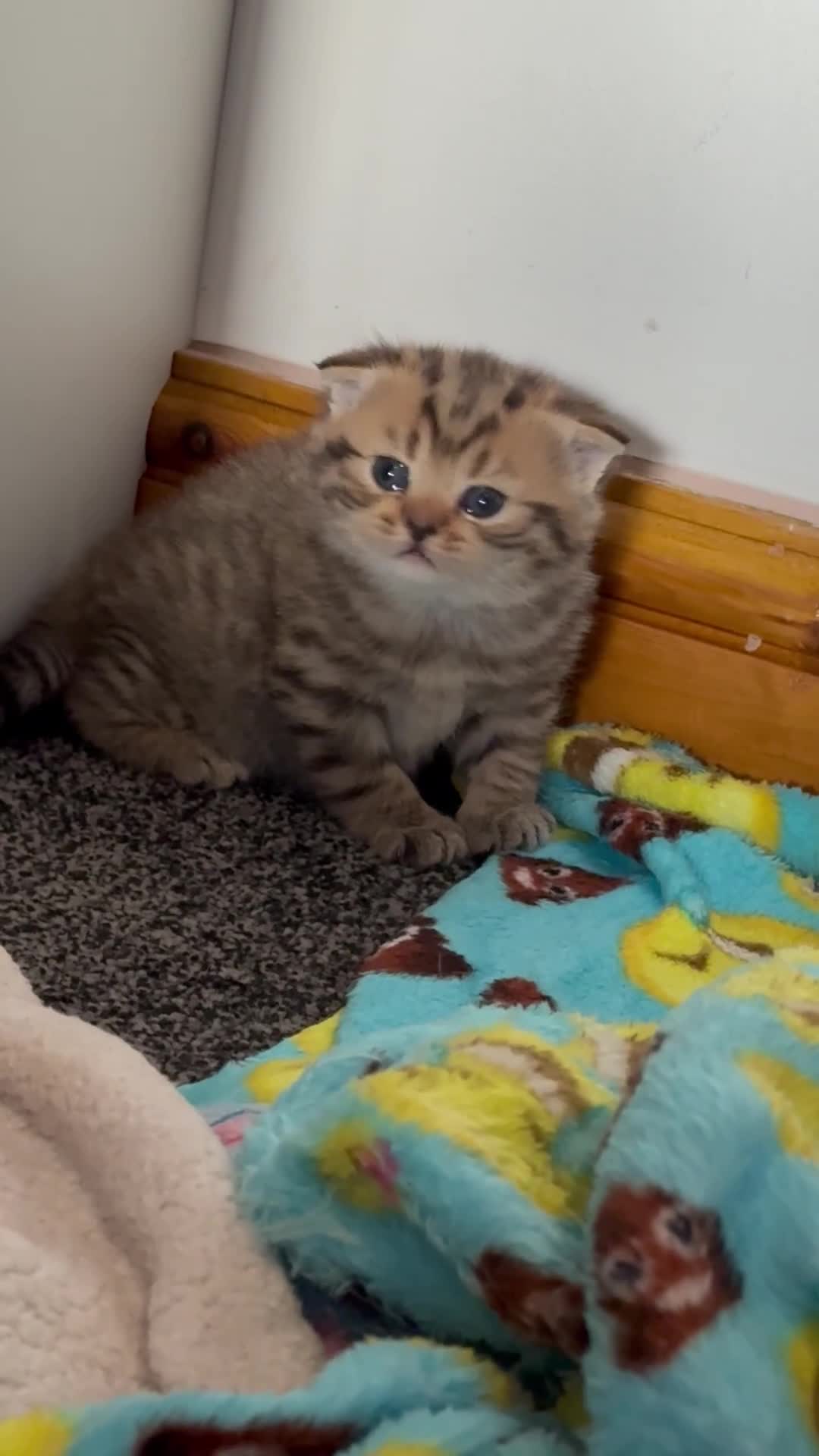 British Shorthair cats for sale: British short hair  - Video 1