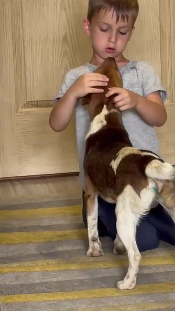 Fox Terrier dogs for adoption: Sweet William needs LOVE - Video 3