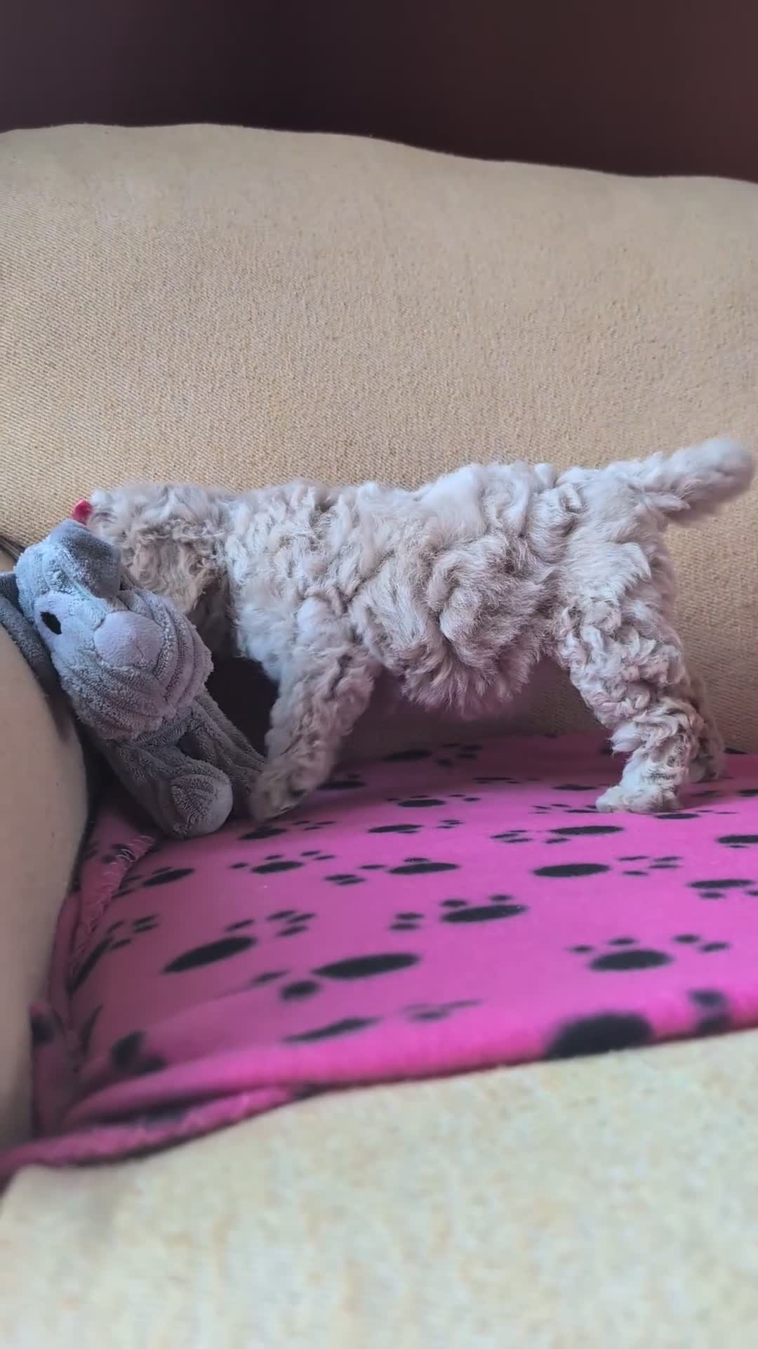 Maltipoo dogs for sale: Stunning Toy Maltipoo Puppies  - Video 2