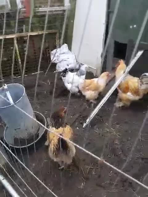 Chickens poultry for sale: barnevelder bantams 2 trios bred from show stock - Video 1