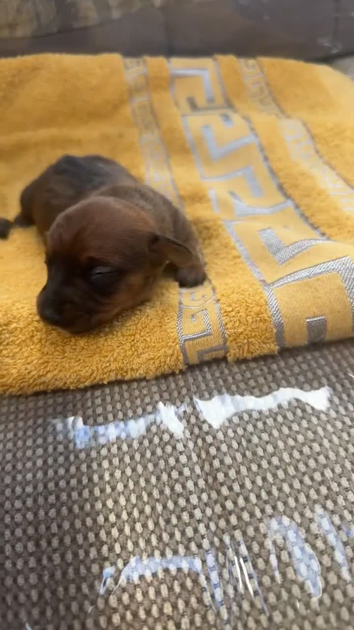 Miniature Dachshund dogs for sale: Miniature dachshund puppies  in Forres - Video 2