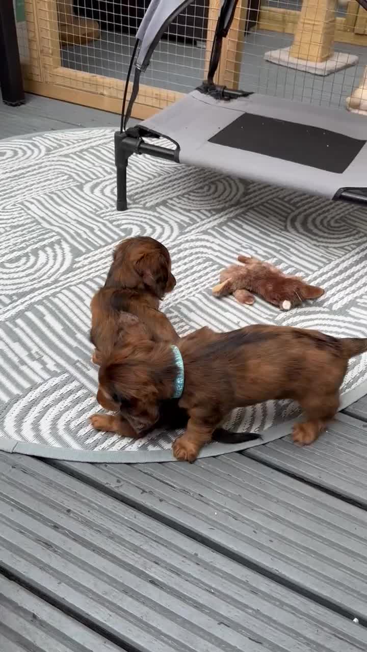 Dachshund dogs for sale: KC Registered Quality Mini Dachshunds long hair  - Video 5