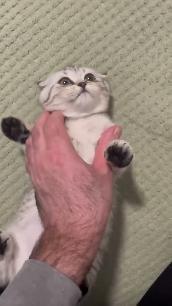 Scottish Fold cats for sale: Beautiful CAT for sale - Video 1