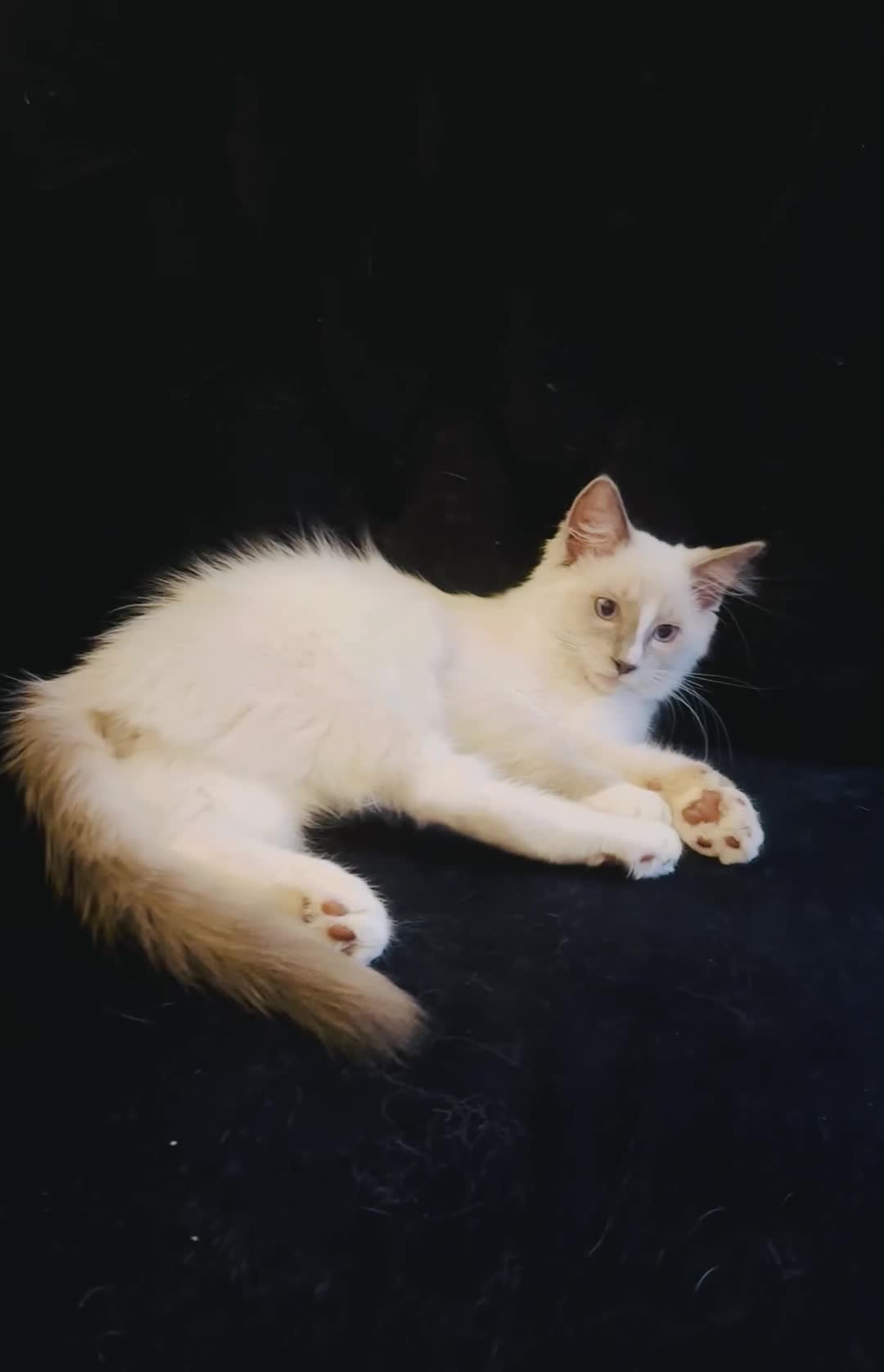 Ragdoll cats for sale: GCCF RAGDOLLS  - Video 3