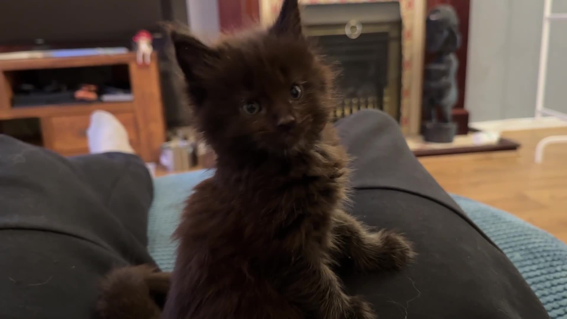 Maine Coon cats for sale: 🐾 GCCF Maine Coon Kittens 3 Red Smoke Black Boys - Video 1