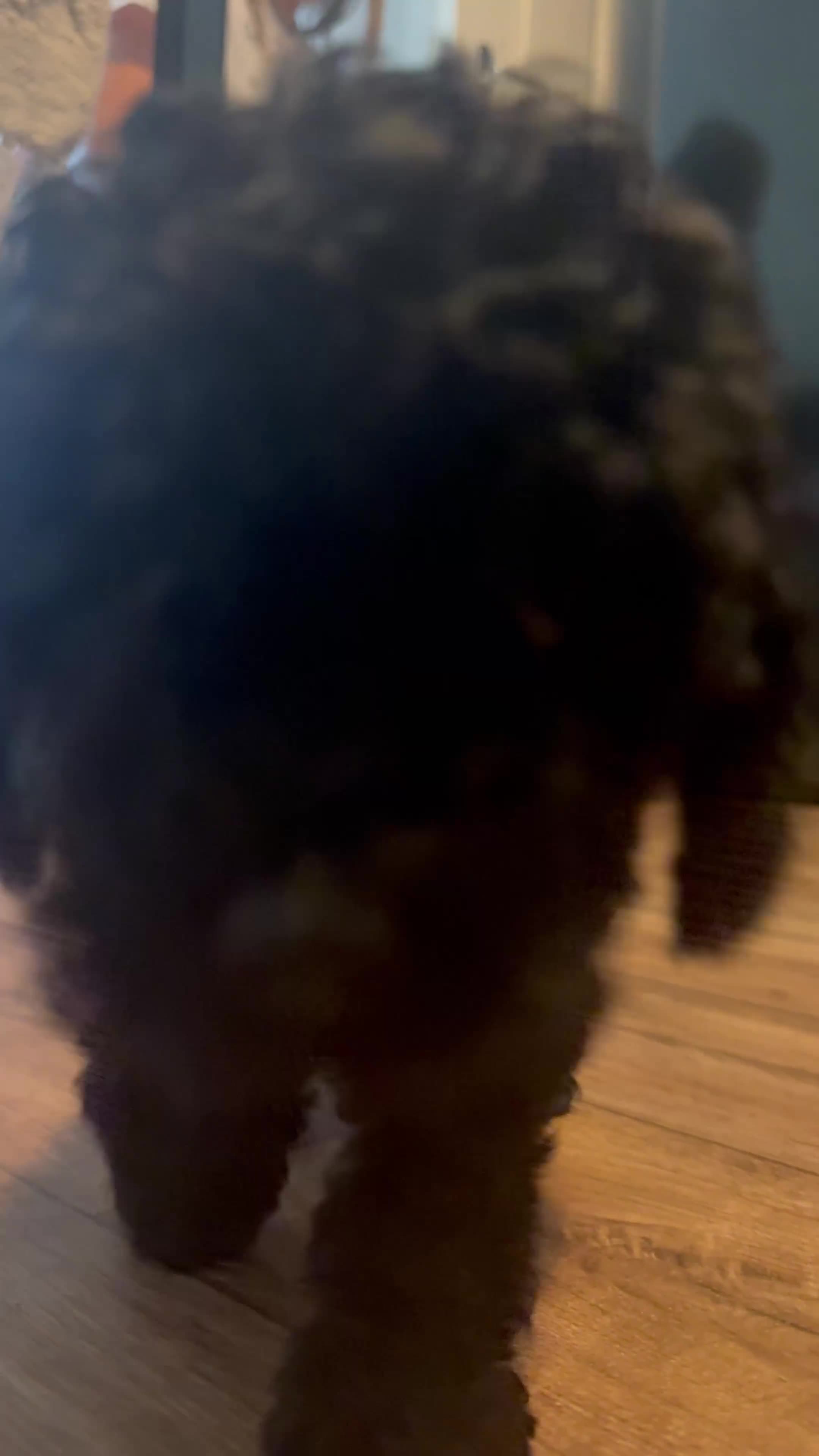 Toy Poodle dogs for sale:  Beautiful Tiny Toy Poodle Puppies  - Video 1