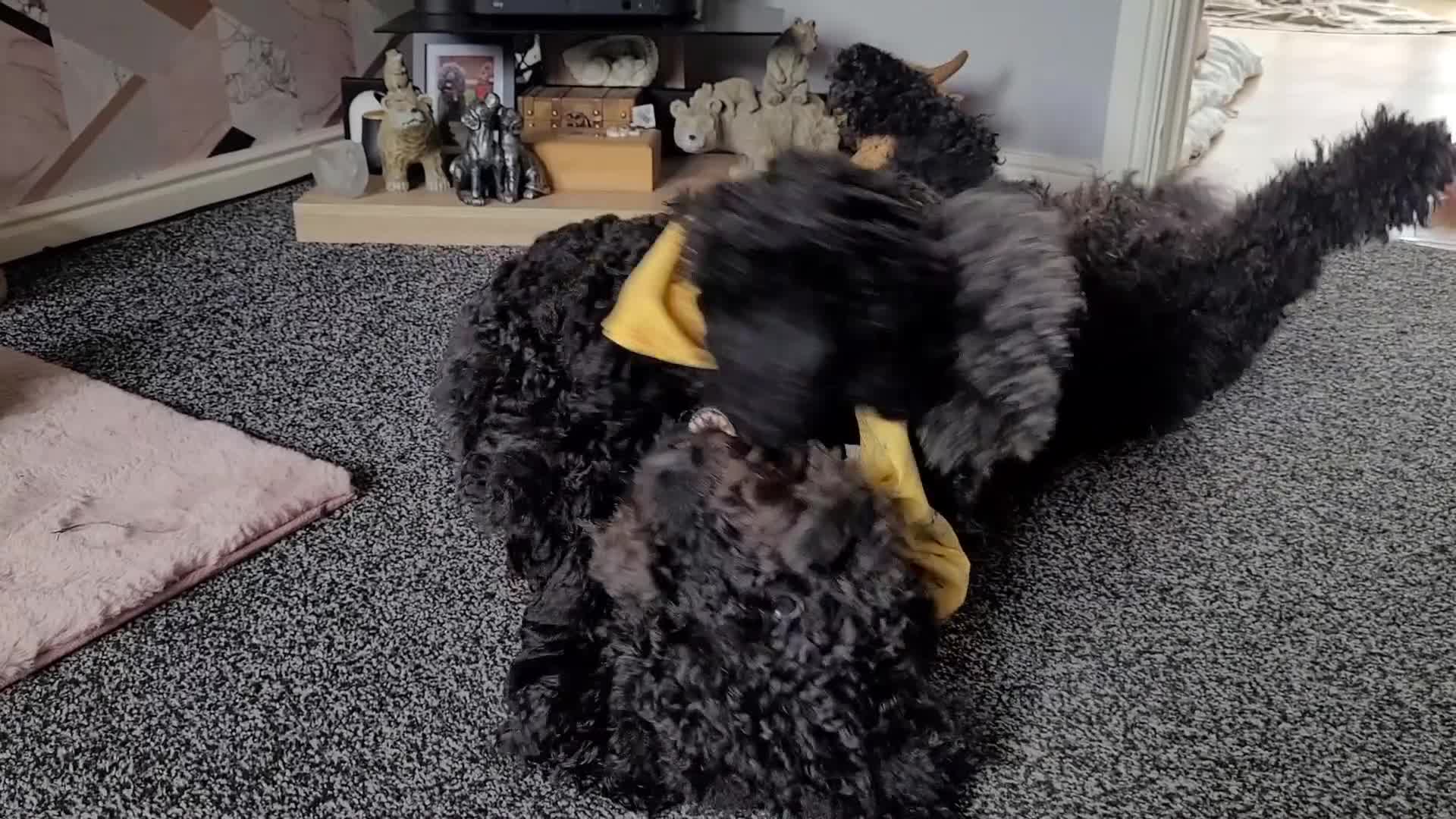 Newfypoo dogs for sale: Newfypoo F3b multi generation  - Video 2