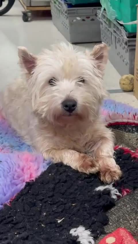 West Highland Terrier dogs for sale: West Highland terrier female in need new home - Video 1