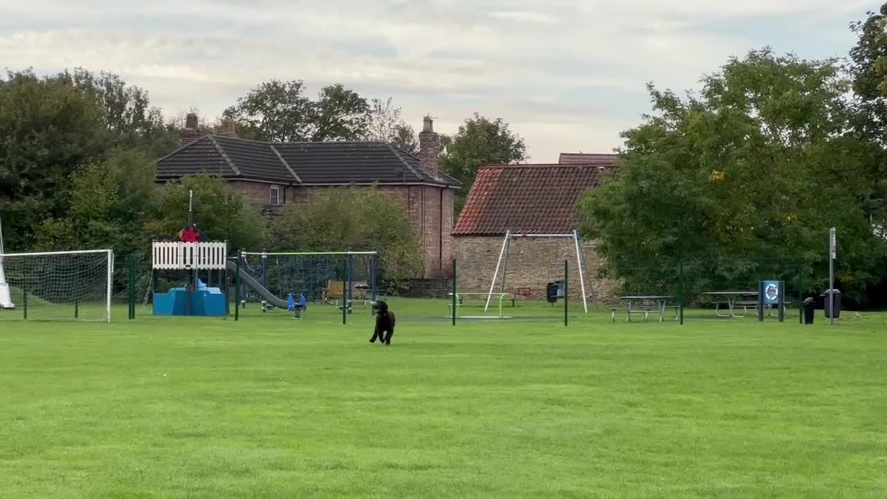 Irish Water Spaniel dogs for sale: Just 1 female Irish Water Spaniel  - Video 1