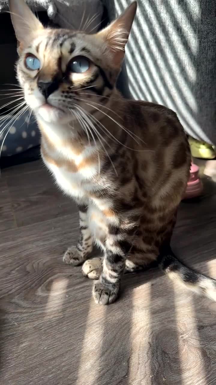 Bengal cats for sale: Bengal female  - Video 1
