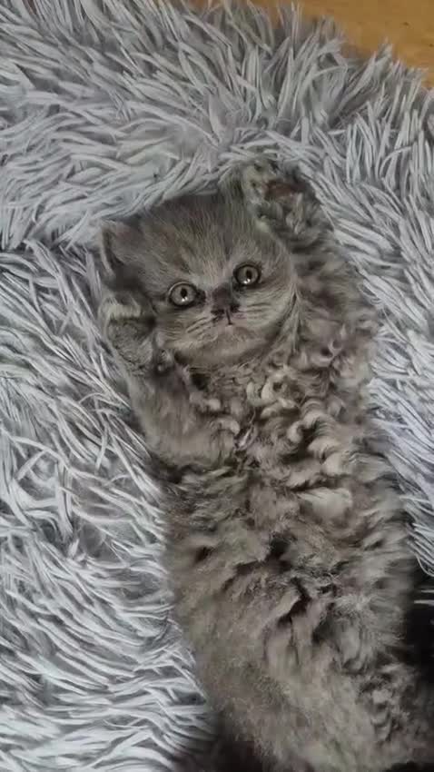 British Longhair cats for sale: Kittens blue boys and girl  in Nottingham - Video 4