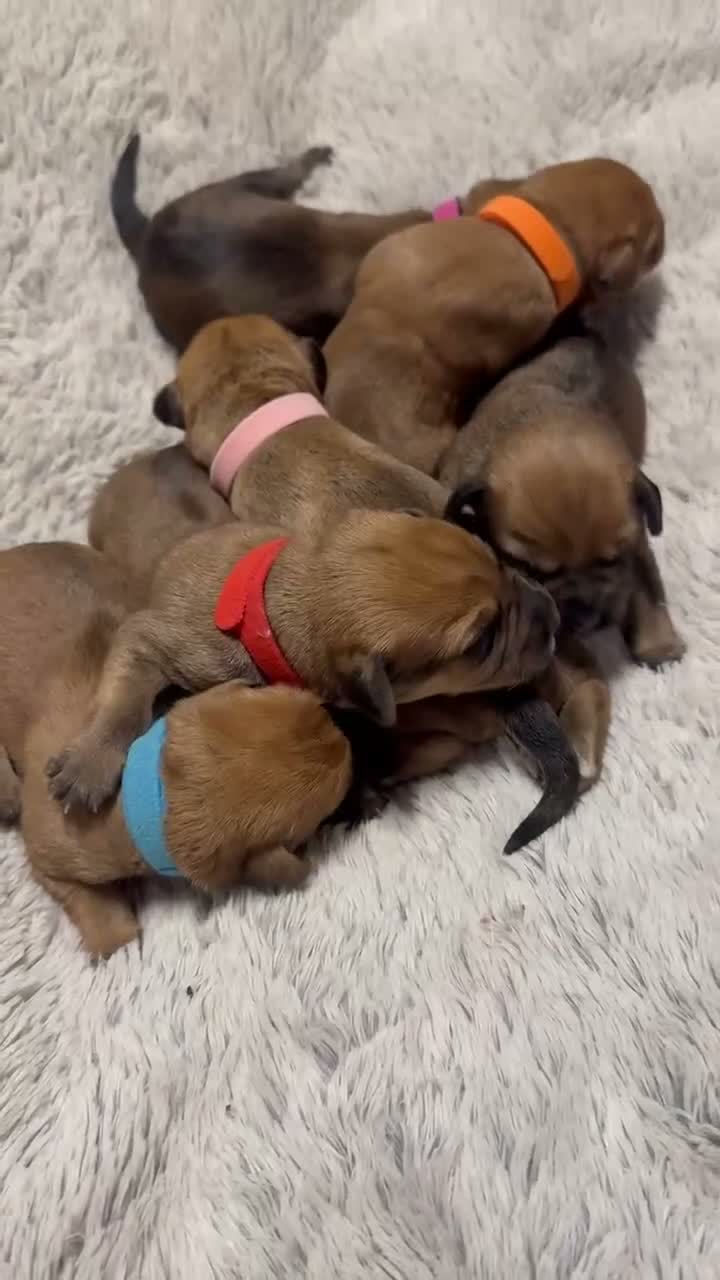 Mixed Breed dogs for sale: Gorgeous female puppies in Peterhead - Video 1