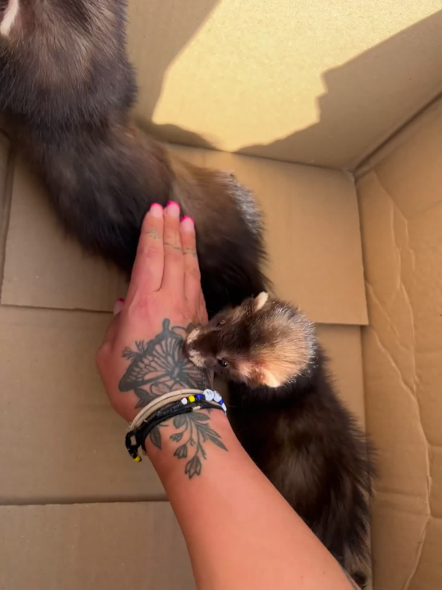 Ferret rodents for sale: 2 semi angora black self babies 1 jill 1 hob left  - Video 1