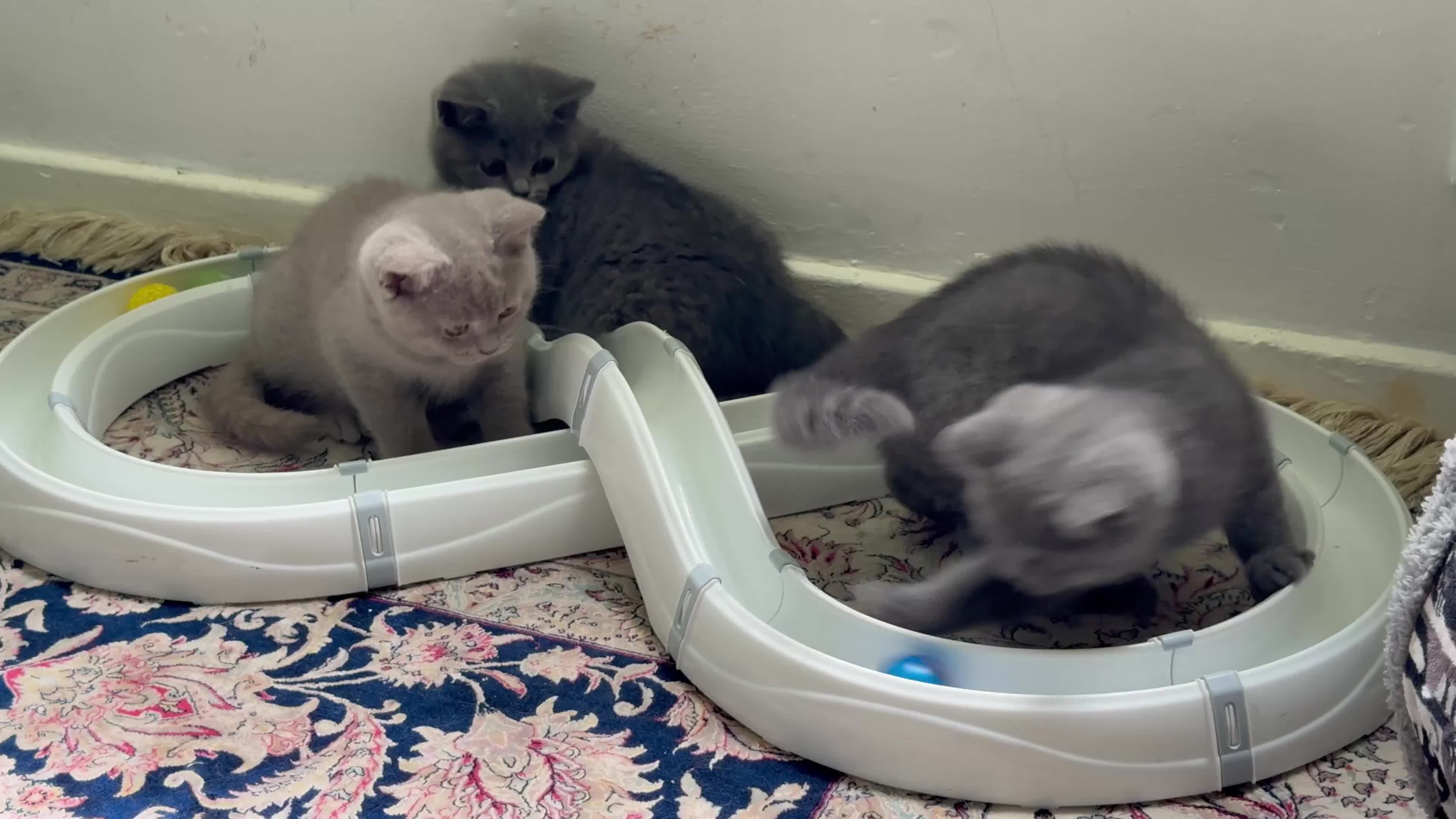 British Shorthair cats for sale: Adorable kitty  - Video 1