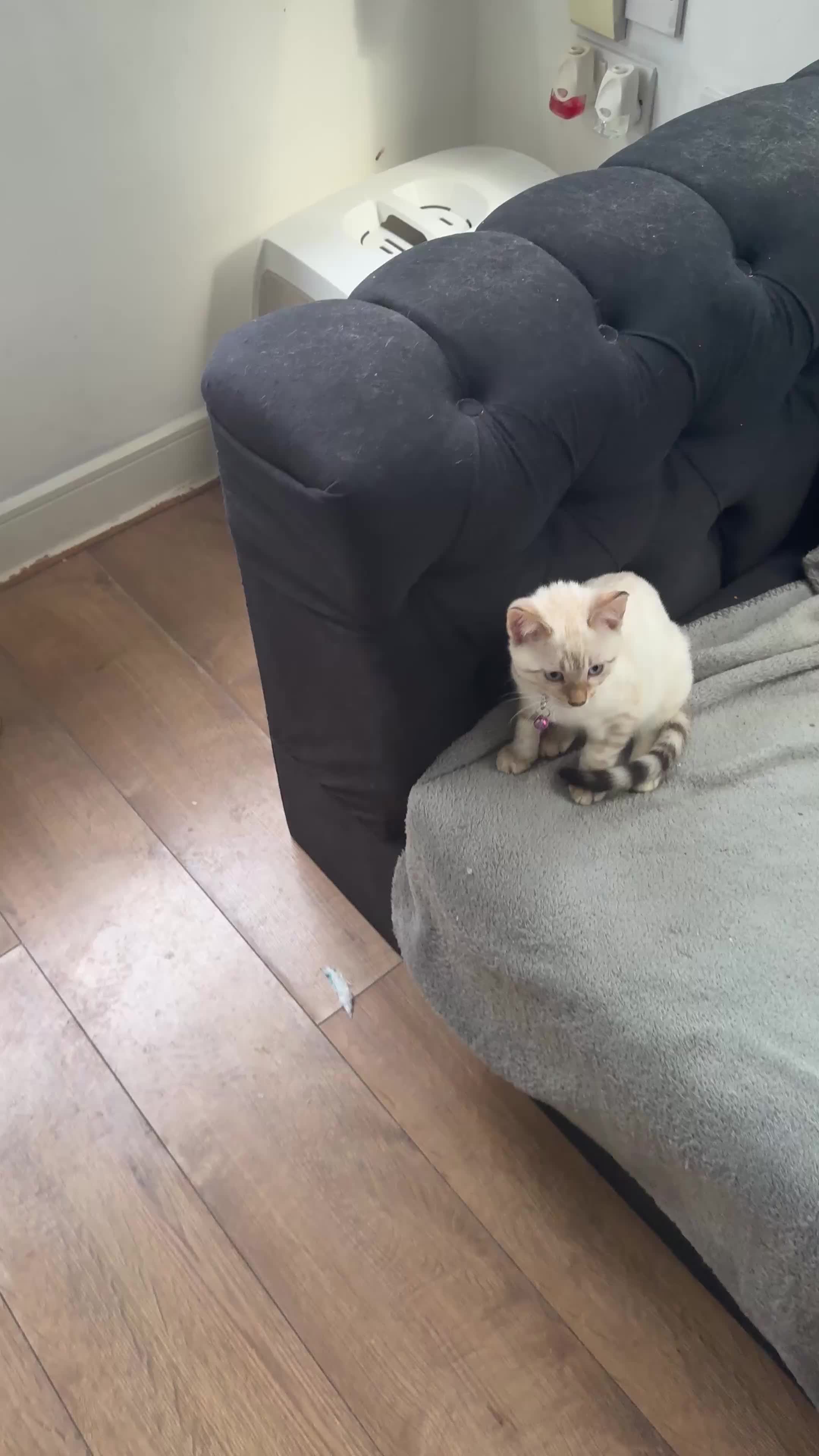 Bengal cats for sale: Snow Lynx Bengal Kittens - Video 1