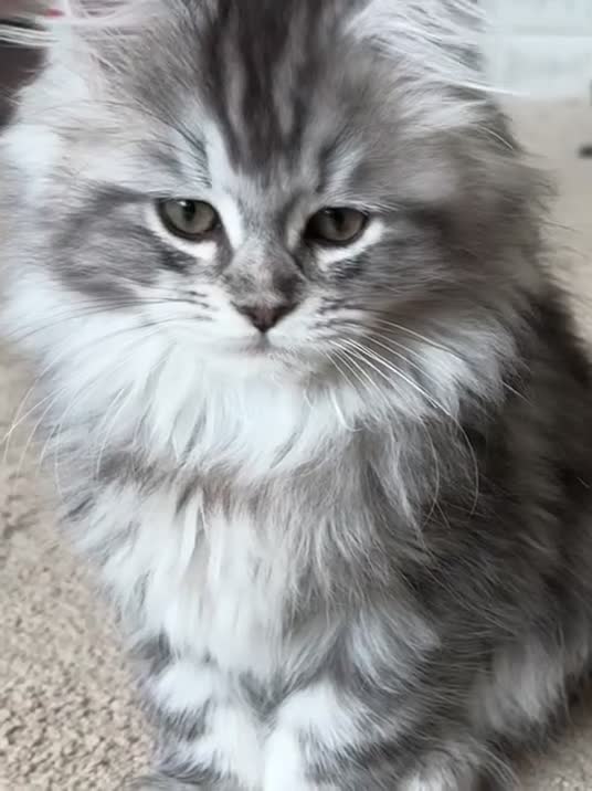 Maine Coon cats for sale: Maine coon x Ragdoll READY NOW 1 BOY LEFT - Video 1