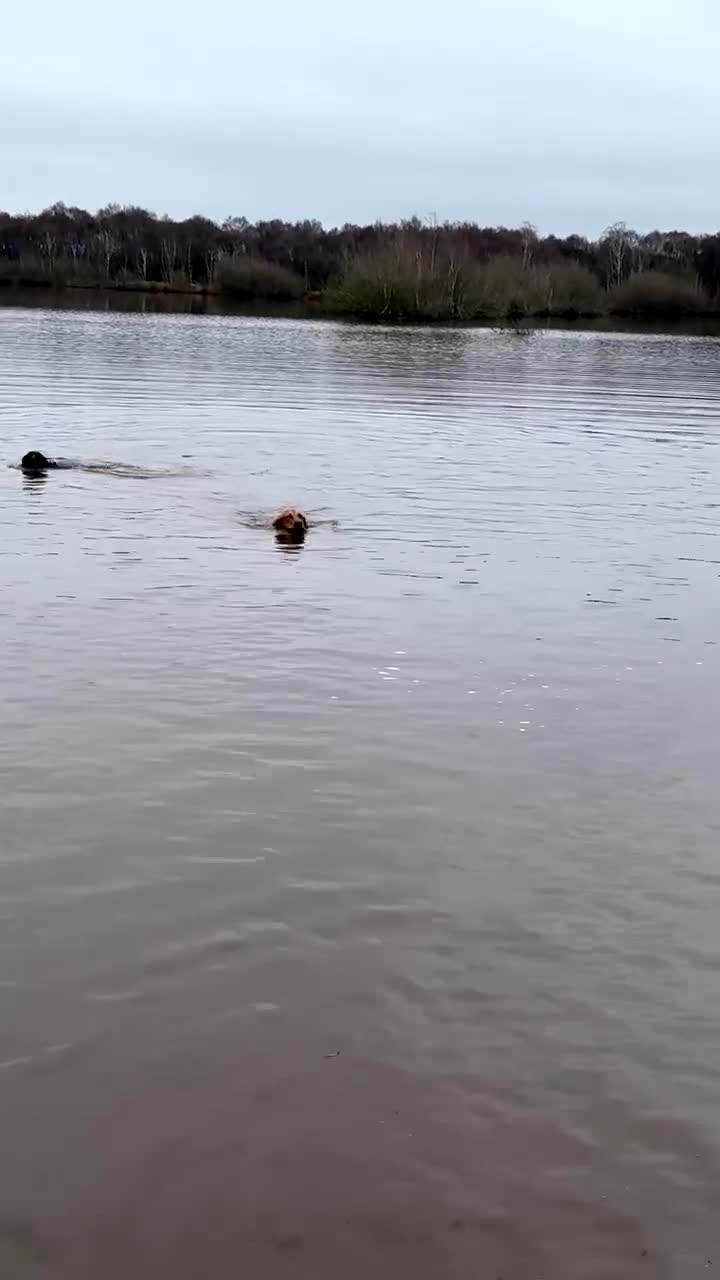 Cockapoo dogs for sale: Boy miniature cockapoo - Video 3