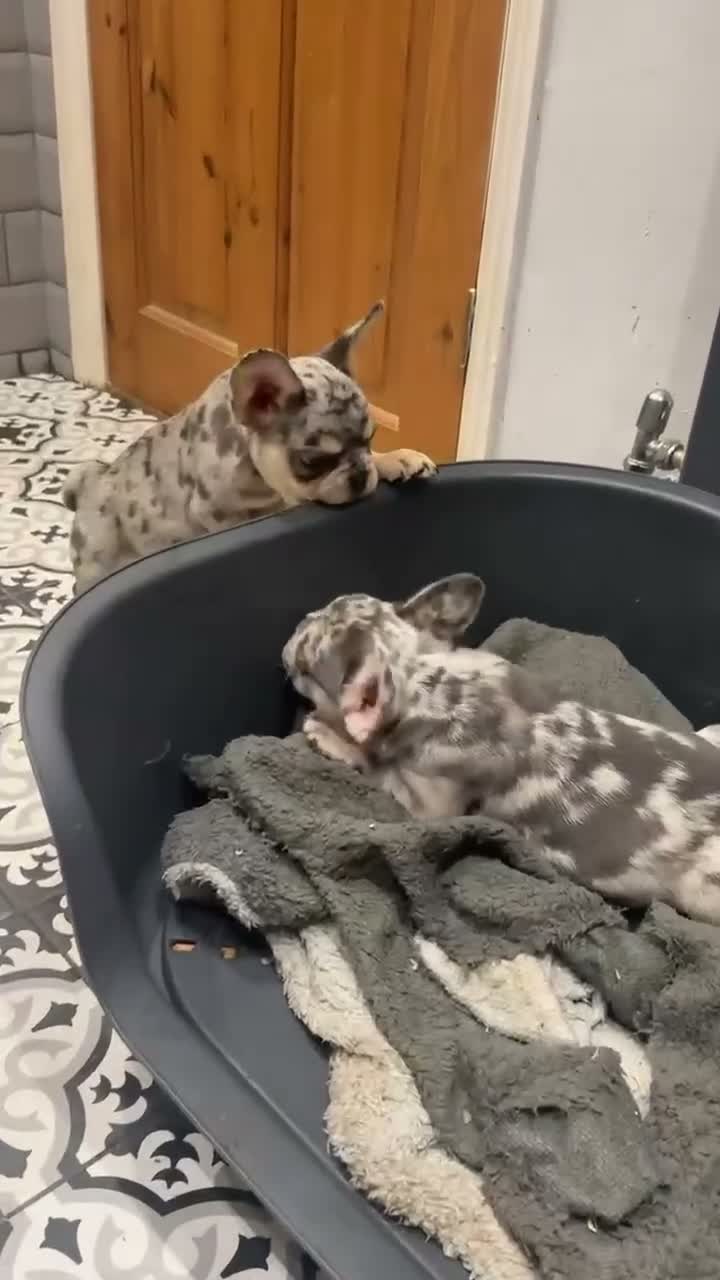 French Bulldog dogs for sale: Two male frenchies  - Video 1