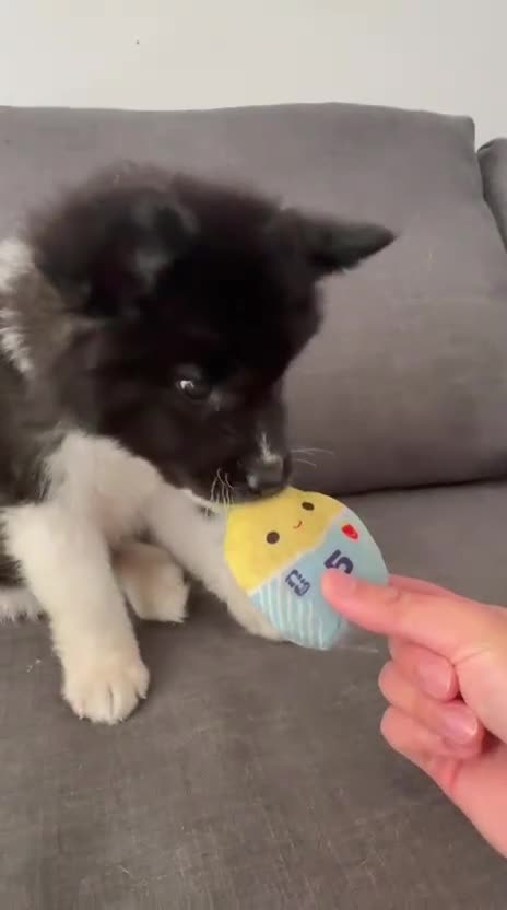Akita dogs for sale: Beautiful Chunky American Akita Puppies - Video 2
