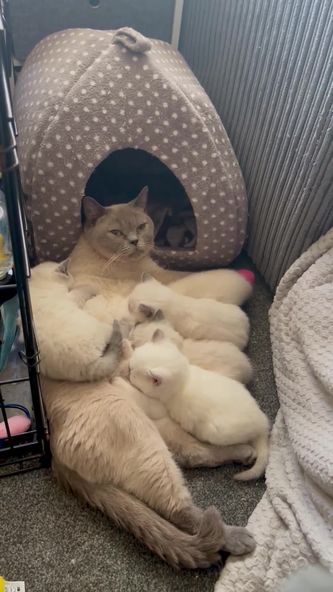 British Shorthair cats for sale: GCCF BSH Blue Colourpoint Kittens Rare - Video 2