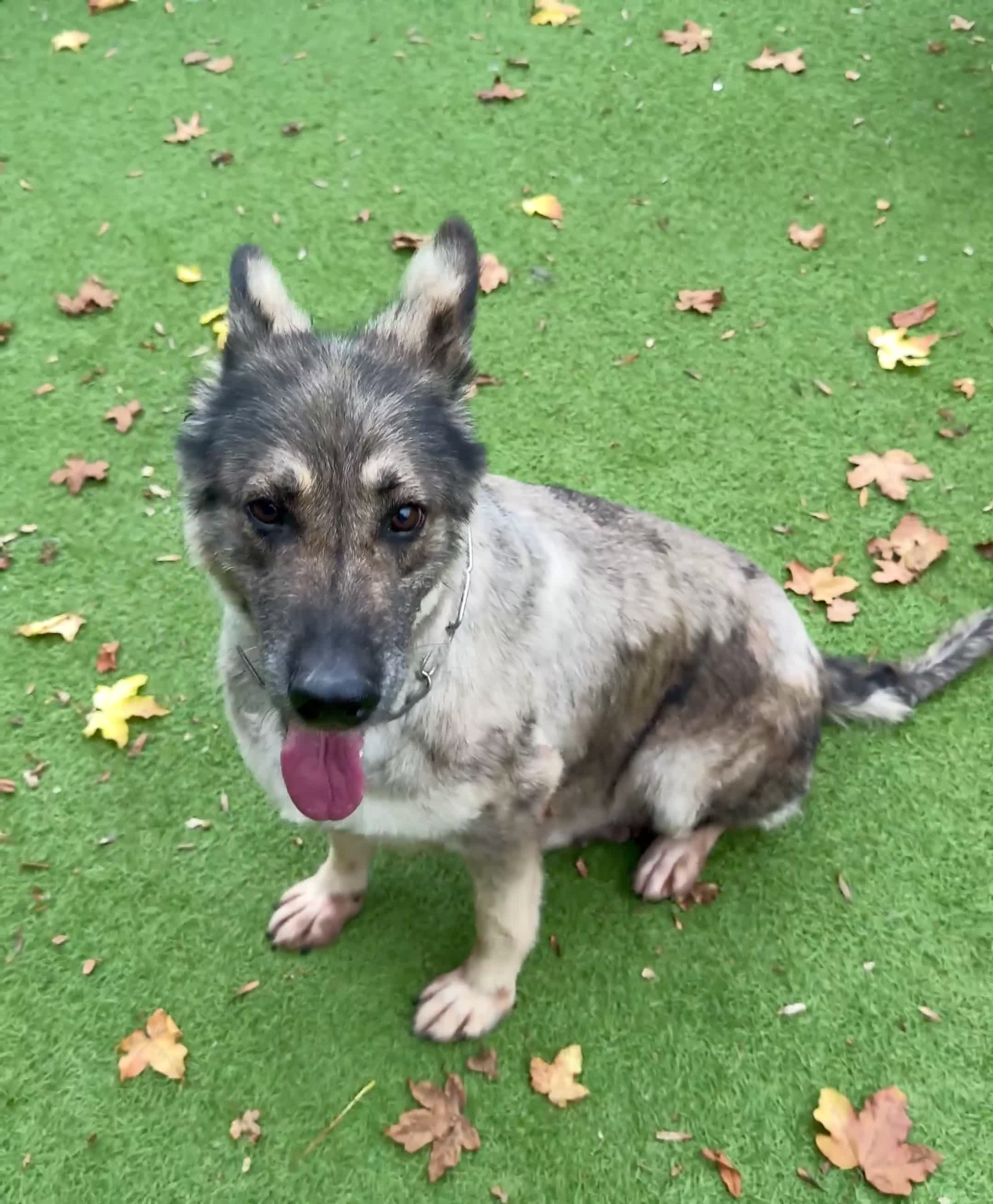 German Shepherd dogs for sale: Retirement home wanted for this lovely Gsd  - Video 1