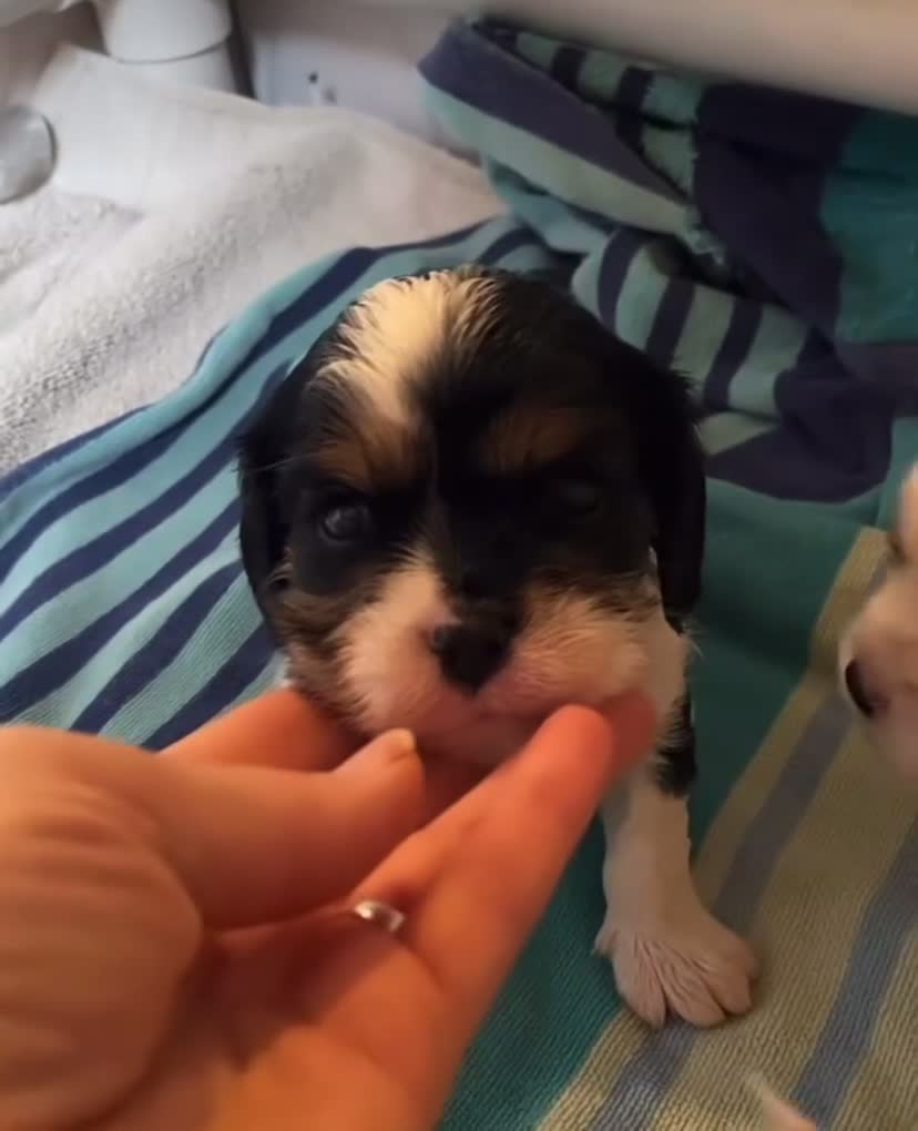 Cavalier King Charles Spaniel dogs for sale: %100 Pure Breed Cavalier King Charles Pups  in Folkestone - Video 4