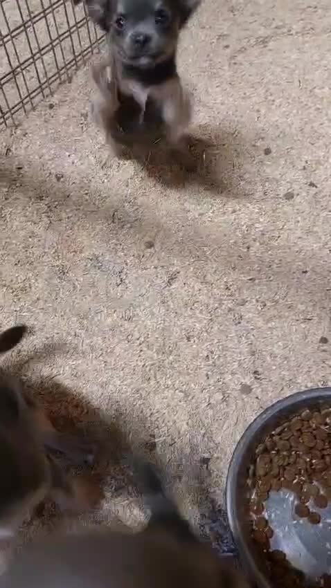 Jack Russell dogs for sale: Beautiful lilac and tan mini jacks  - Video 1