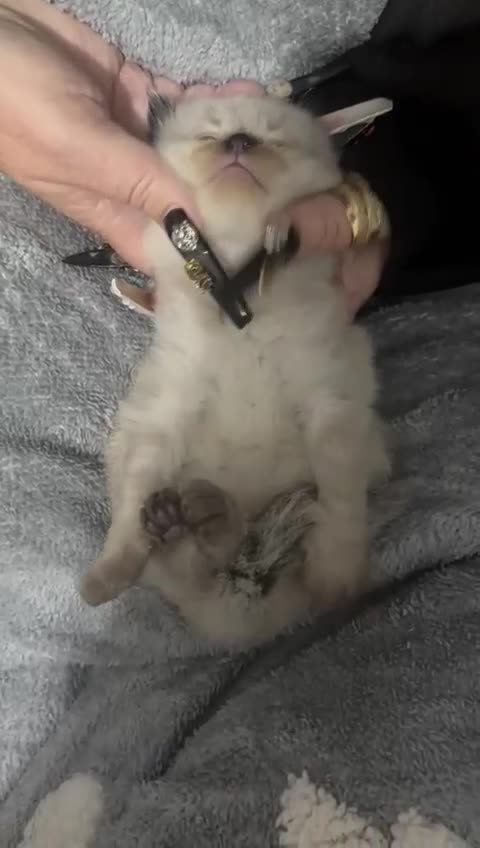 Ragdoll cats for sale: Beautiful, fluffy seal point ragdoll babies - Video 1