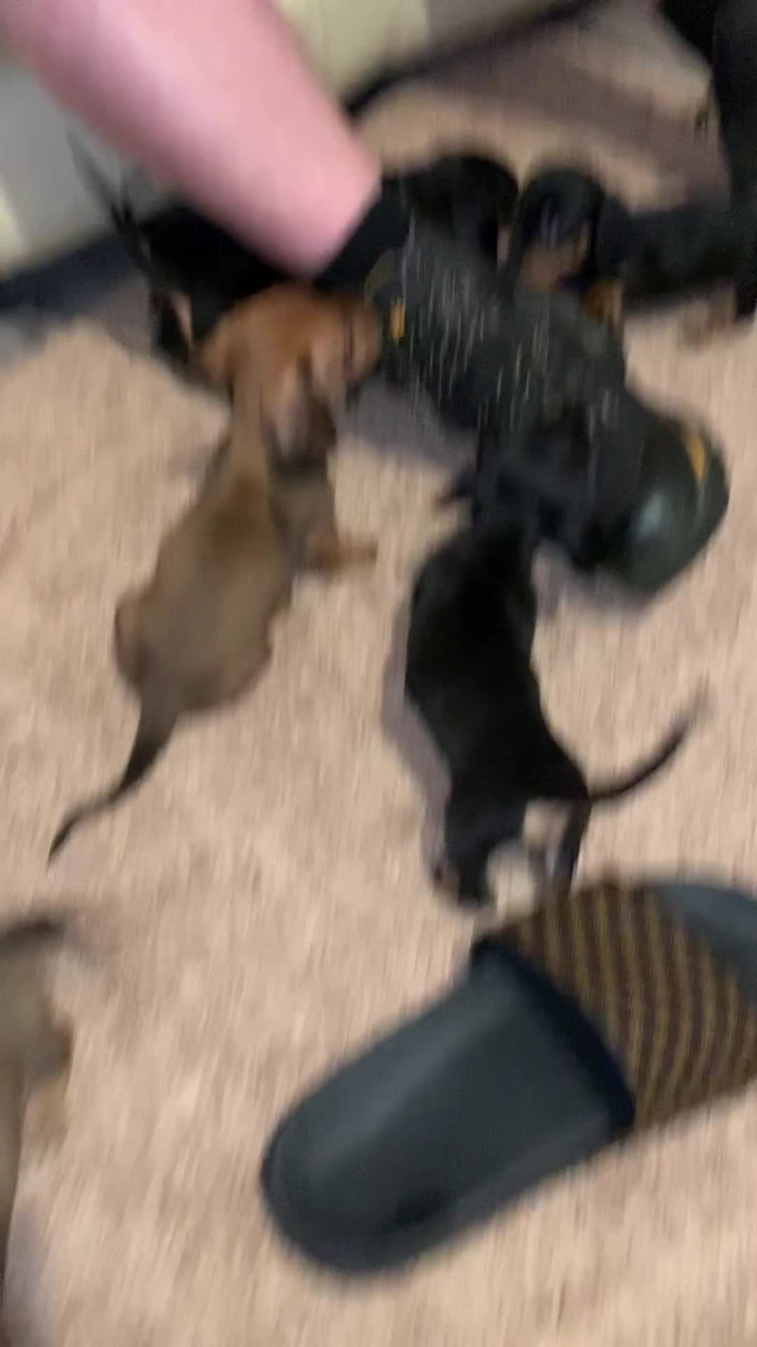 Dachshund dogs for sale: Dachshund puppies for sale - Video 1