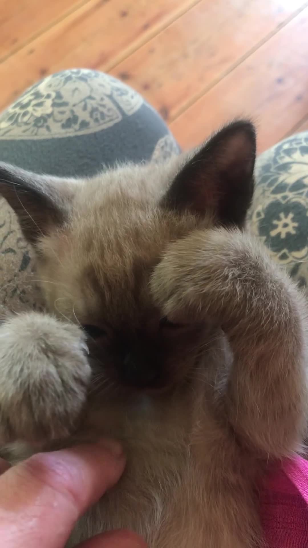 Burmese cats for sale: Exquisite Tonkdolls - Video 4