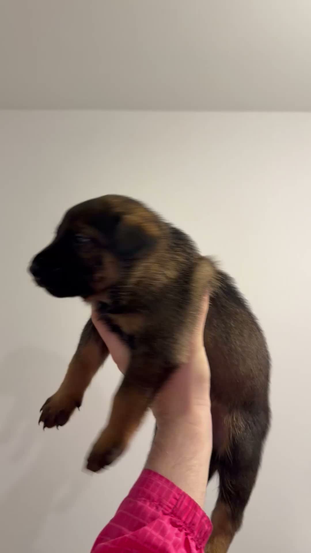 Belgian Shepherd Dog dogs for sale: Last 3 males left working line Mali pups reduced - Video 1