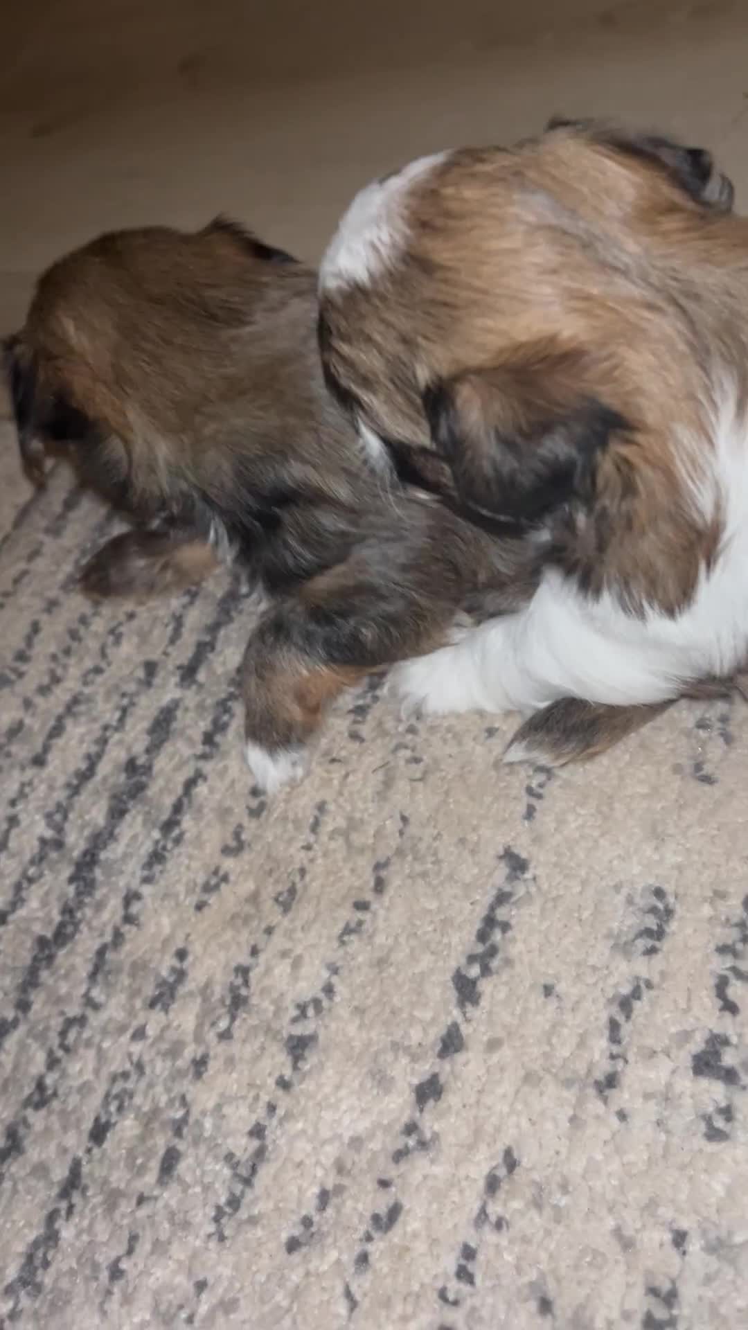 Shorkie dogs for sale: Shorkie pups - Video 1