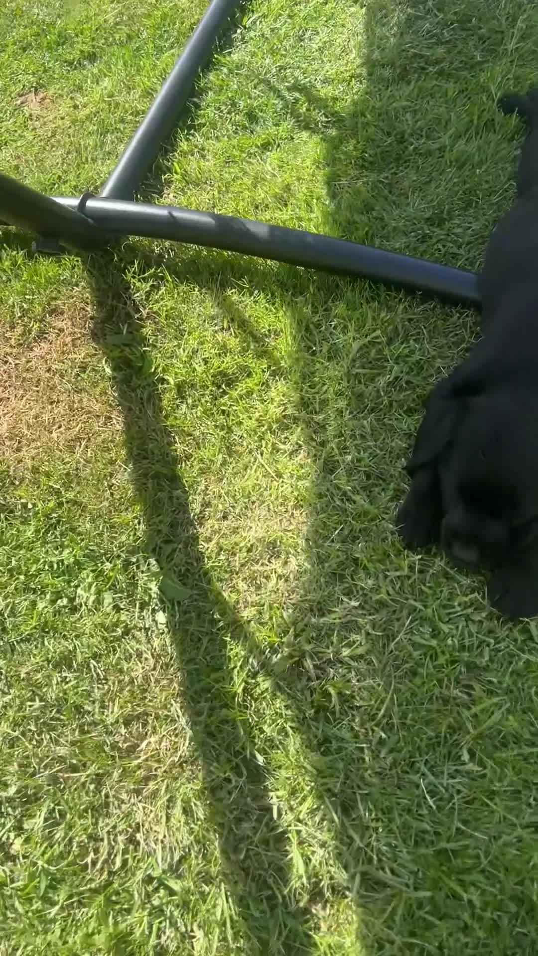 Goldador dogs for sale: Goldadors ❤️❤️❤️ - Video 1