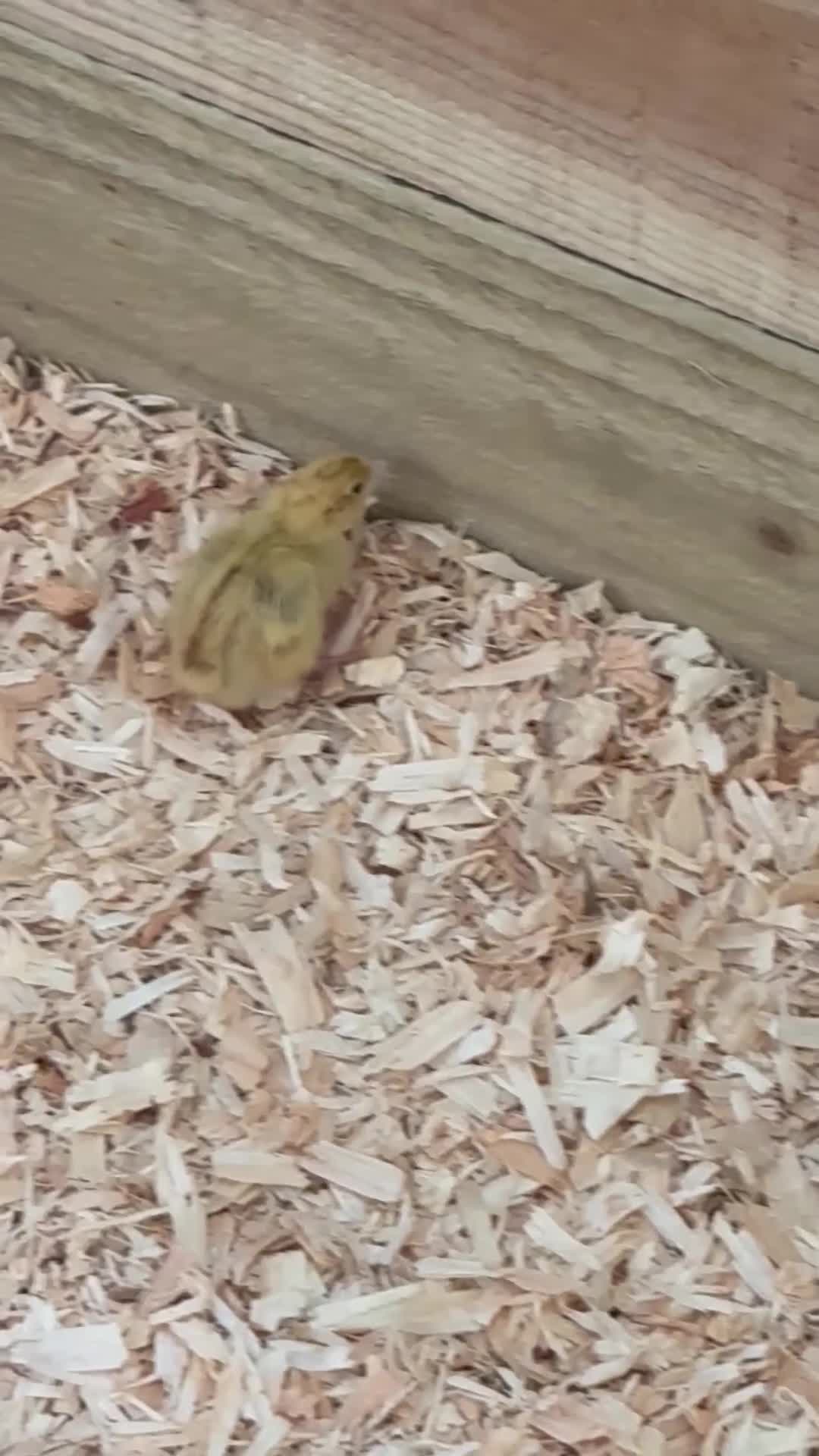 Quail poultry for sale: Pure Breed Celadon Quail Chicks | Blue Egg Layers - Video 2