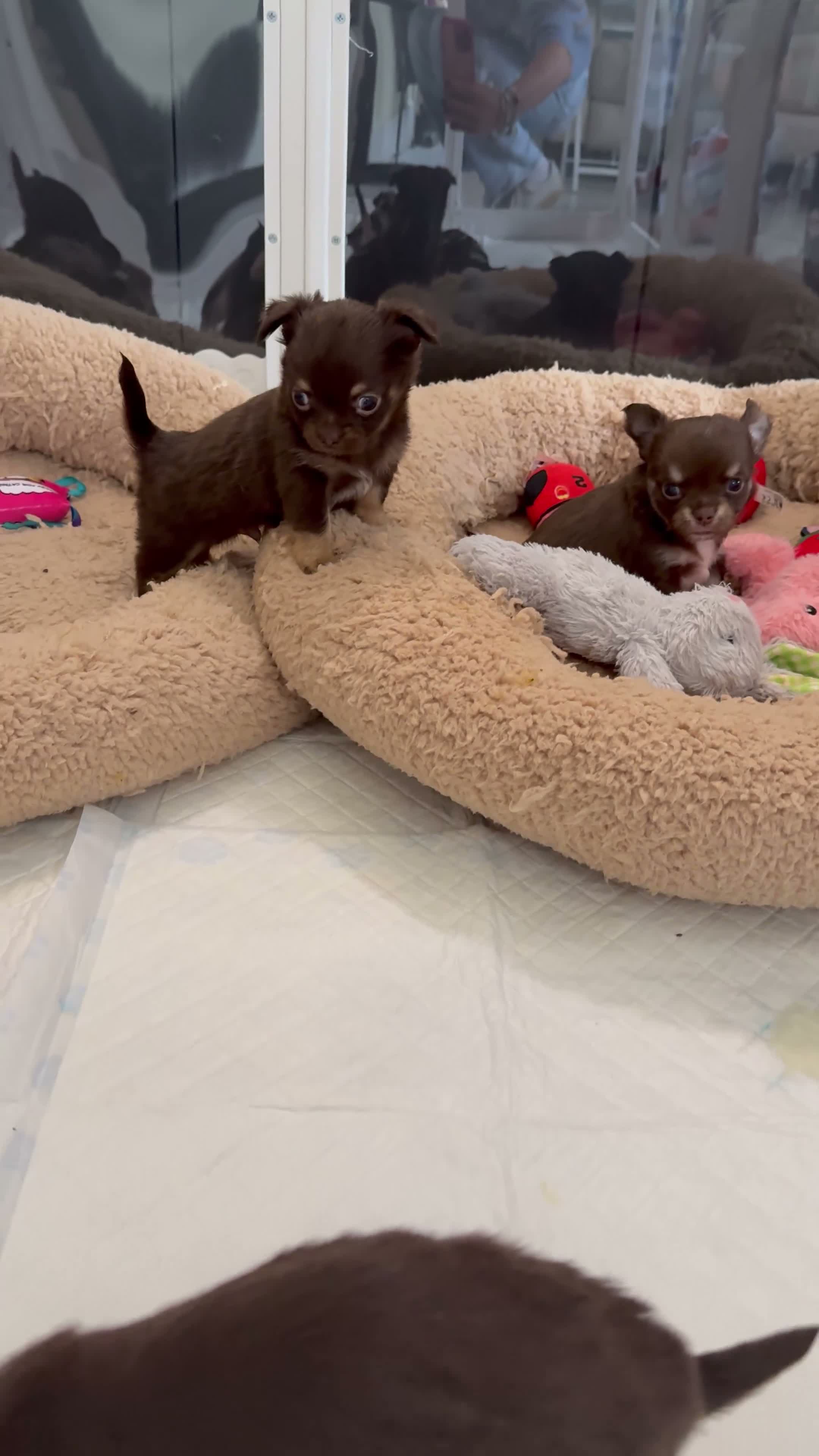 Chihuahua dogs for sale: Stunning litter of chihuahua babies!  - Video 1