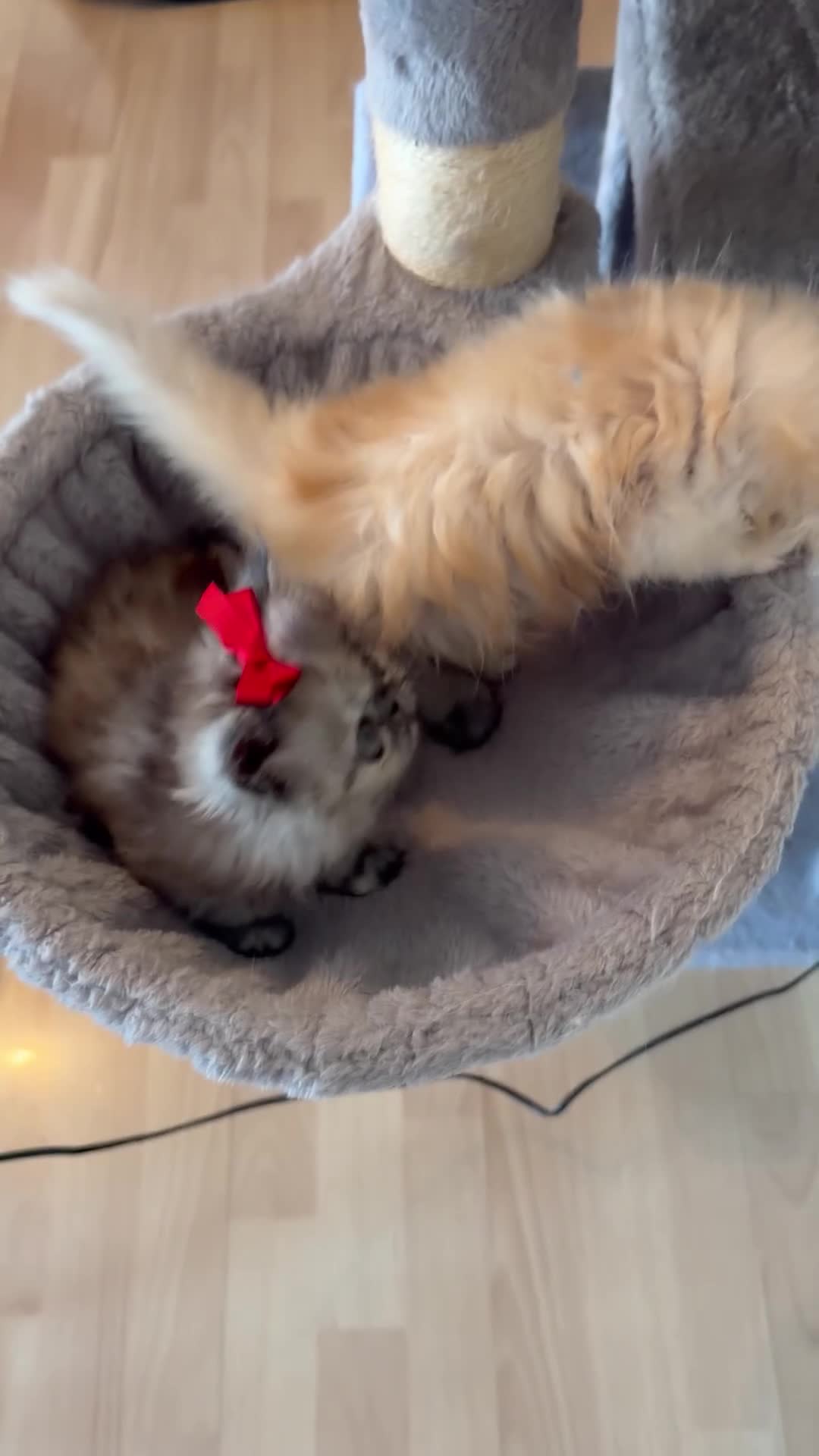 Persian cats for sale: Persian Teddy Bear kittens  - Video 5