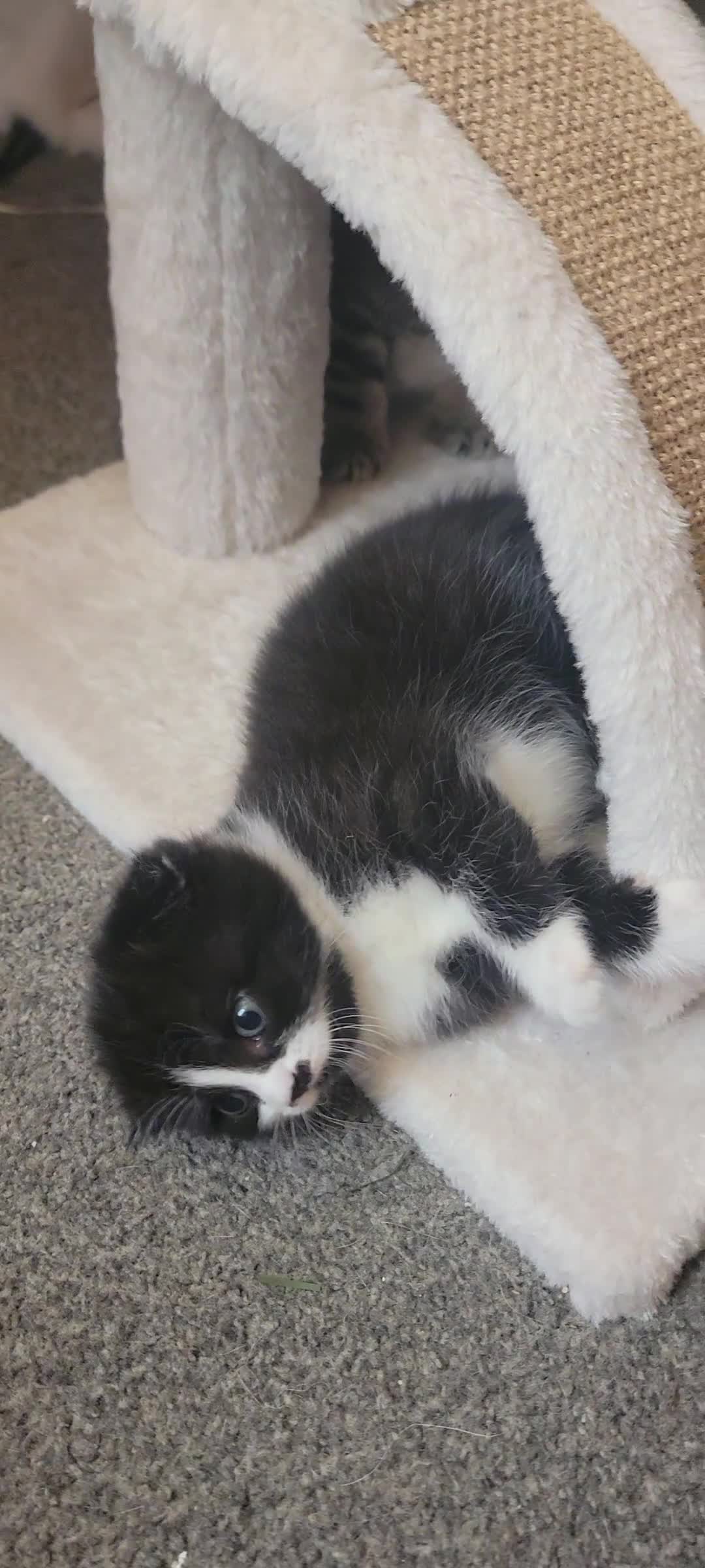 Scottish Fold cats for sale: Scottish fold - Video 2