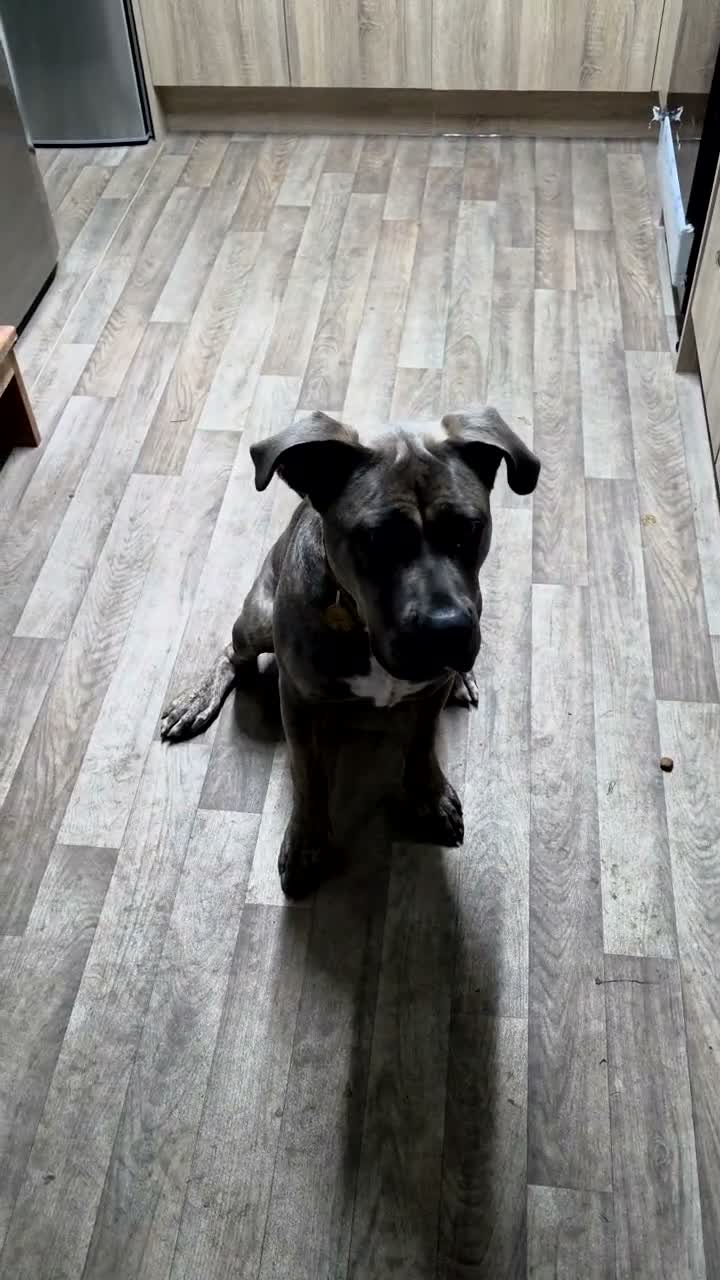 Mixed Breed dogs for sale: Forever home wanted  - Video 2