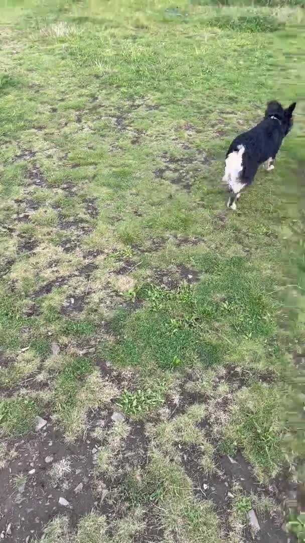 French Bulldog dogs for stud: ‼️STUNNING FLUFFY BOY FOR STUD‼️ PROVEN‼️ in Dundee - Video 1