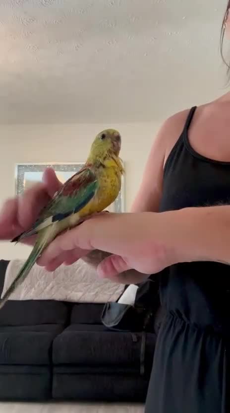 Parakeets birds for sale: Hand reared/tamed red rump - Video 2