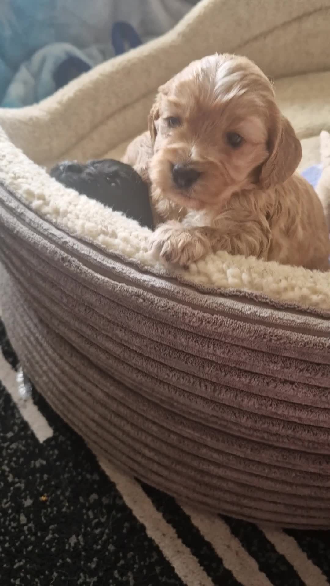 Cockapoo dogs for sale: RARE SILVER COCKERPOOS OUTSTANDING - Video 1