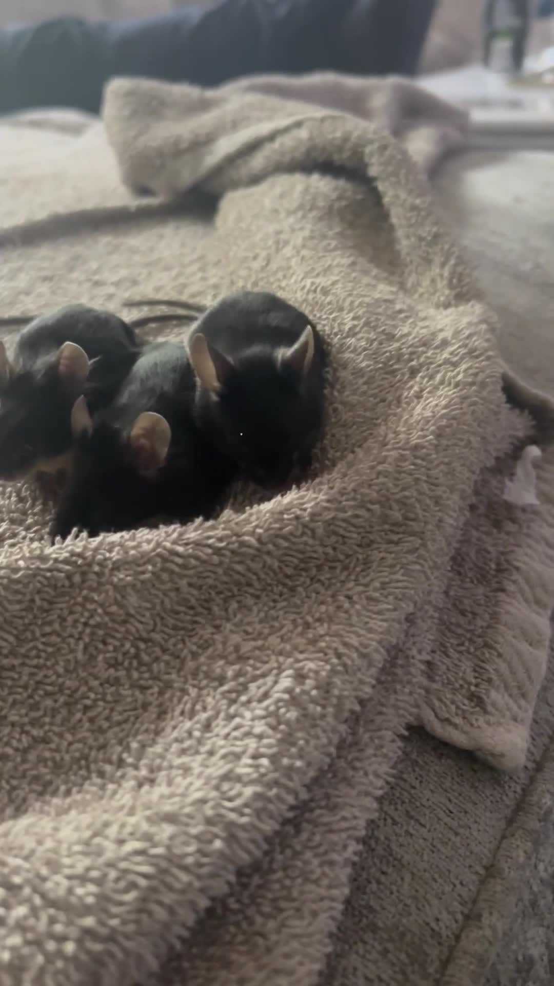 Mouse rodents for sale: Fancy mice for sale - Video 1