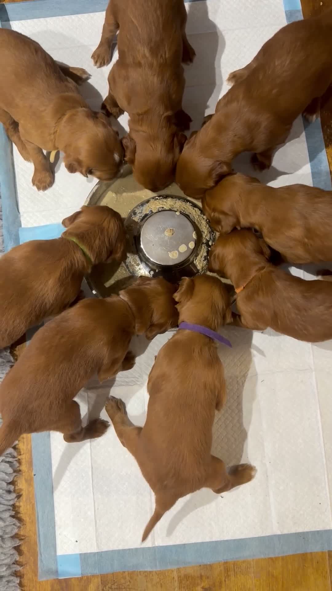 Irish Setter dogs for sale: Irish Red Setter Puppies  - Video 2