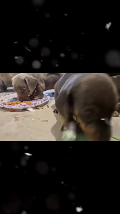 Dachshund dogs for sale: Stunning Dachshunds Viewing from 12 December  - Video 1