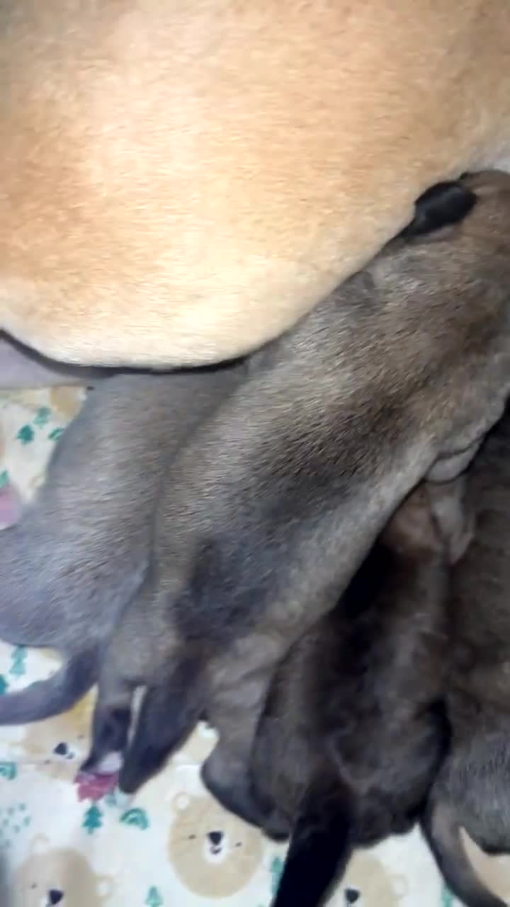 Mixed Breed dogs for sale: BEAUTIFUL BULL HERDERS (American Bulldog X Mali) - Video 1